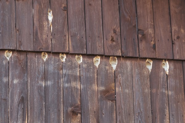 How To Stop Woodpeckers From Damaging Your Wood Siding